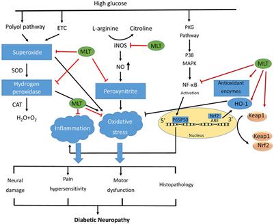 The neuroprotective effects of melatonin against diabetic neuropathy: A systematic review of non-clinical studies